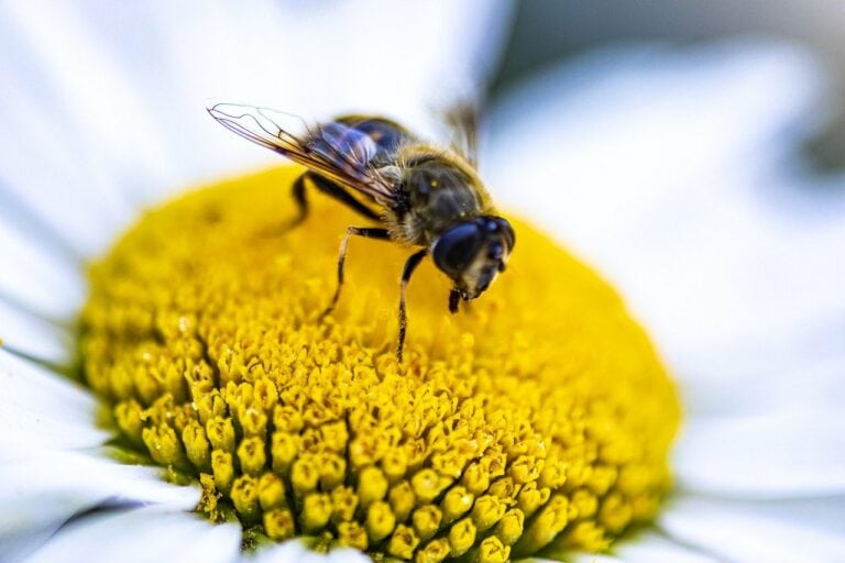 Garden Flower Bee Honey Bee Insect  - hulkiokantabak / Pixabay